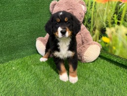 Bernese Mountain Dog male Puppy for sale 010534685